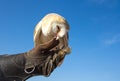 Young barn owl during a falconry flight show in Dubai, UAE.