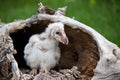 Young Barn Owl Royalty Free Stock Photo