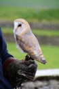 Young Barn-owl Mainland, Orkney, Scotland Royalty Free Stock Photo
