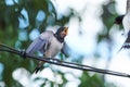 Young barn swallow Hirundo rustica screaming for food sitting on wire. His mother feeding her nestling in flight Royalty Free Stock Photo