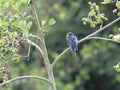 Young barn swallow on a tree branch Royalty Free Stock Photo