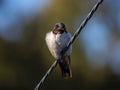 Young barn swallow