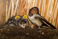 Young Barn swallows in nest with mother