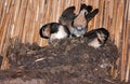 Young Barn swallows in nest, one of them poops over the edge