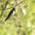 Young barn swallows on a warm and comfortable spring day in holland the netherlands. Barn swallow sunbathing on a twig in the bush Royalty Free Stock Photo