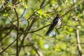 Young barn swallows on a warm and comfortable spring day in holland the netherlands. Barn swallow sunbathing on a twig in the bush Royalty Free Stock Photo