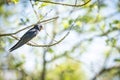 Young barn swallows on a warm and comfortable spring day in holland the netherlands. Barn swallow sunbathing on a twig in the bush Royalty Free Stock Photo