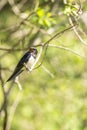 Young barn swallows on a warm and comfortable spring day in holland the netherlands. Barn swallow sunbathing on a twig in the bush Royalty Free Stock Photo