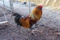 A Young Barnyard Mix Rooster with Bright Orange Hackle and Saddle Feathers Royalty Free Stock Photo