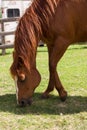 Barrel Racing Horse, Western Canada Royalty Free Stock Photo