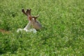 Young barren-ground caribou albino chill in the green field with tall grass