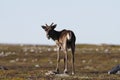 Young barren-ground caribou standing on the green tundra in August Royalty Free Stock Photo