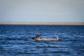 Young barren-ground caribou, rangifer tarandus groenlandicus, swimming through water