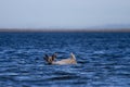 Young barren-ground caribou swimming through water