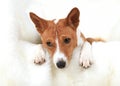 Young dog resting on a fur covered chair Royalty Free Stock Photo