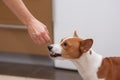 Young basenji dog is snarling when perfume smelling human hand