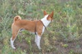 Young basenji dog standing in wild grass at late summer season