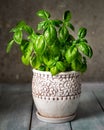 Young basil in a ceramic pot, grown at home