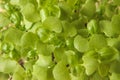 Young basil microgreens with two cotyledons and the first pair of true leaves