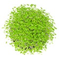 Young basil microgreens in white bowl over white
