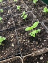 Young basil plant growing