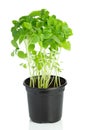 Young basil plant in a plastic pot on white