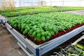 Young basil plants growing on a greenhouse table