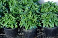 Young Basil Plants in Pots