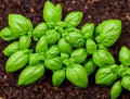 Young basil plants in soil basil herbs Royalty Free Stock Photo