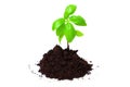 Young Basil Sprout in a Mound of Soil on White Royalty Free Stock Photo