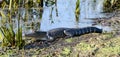 Young basking swamp Alligator , Savannah National Wildlife Refuge