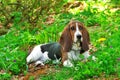 Young basset hound