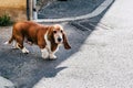 Young basset hound dog