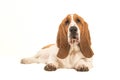 Young basset hound lying down facing the camera seen from the side