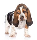 Young basset hound puppy looking at camera. Isolated on white