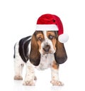 Young basset hound puppy in red santa hats. isolated on white