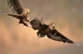 Young Bateleurs in flight Royalty Free Stock Photo