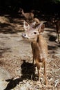 A Young Bawean Deer Waiting for Food