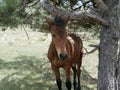 A young Bay colt grazes in a high meadow near an old pine tree on a Sunny summer day. Royalty Free Stock Photo