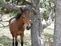 A young Bay colt grazes in a high meadow near an old pine tree on a Sunny summer day. Royalty Free Stock Photo