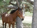 A young Bay colt grazes in a high meadow near an old pine tree on a Sunny summer day. Royalty Free Stock Photo