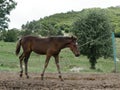 A young Bay colt grazes in a high meadow near an old pine tree on a Sunny summer day. Royalty Free Stock Photo