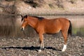 Young bay colt wild horse on the gravel rock bank of the Salt River near Mesa Arizona USA Royalty Free Stock Photo