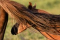 The young bay foal has its head covered by its mother`s tail Royalty Free Stock Photo