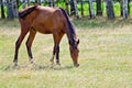 Young bay horse grazing in the meadow Royalty Free Stock Photo