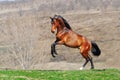 Young bay horse rearing in field