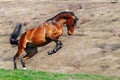 Young bay horse rearing in field Royalty Free Stock Photo