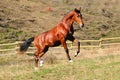 Young bay stallion in paddock