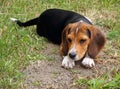 Young beagle cross pup