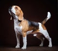 Young beagle dog Royalty Free Stock Photo